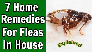 7 Home Remedies For Fleas in The House [upl. by Ojyram892]