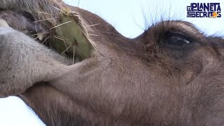 CAMELLOS COMIENDO CACTUS CON ESPINAS SIN DOLOR [upl. by Annavaig]