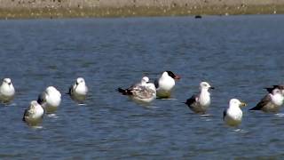 Pallass gull or great blackheaded gull Larus ichthyaetus Αετόγλαρος  Cyprus [upl. by Nerta684]