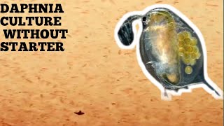 HOW TO CULTURE DAPHNIA NATURALLY WITHOUT A STARTER [upl. by Eelorac507]