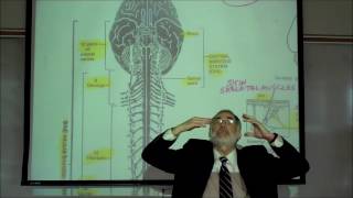 THE NERVOUS SYSTEM ORGANIZATION amp TYPES OF NEURONS PART 1 by Professor Fink [upl. by Anelrad]