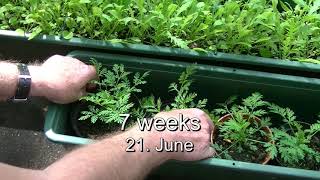 Artemisia annua Sweet wormwood – from sowing to harvest a lifesaving plant [upl. by Robyn752]