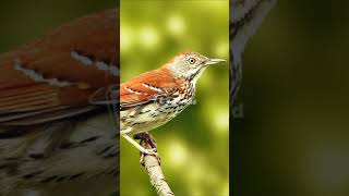 Brown Thrasher Song [upl. by Nwahsud]