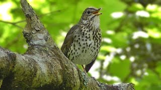 Song Thrush Bird Singing in May [upl. by Stewardson]