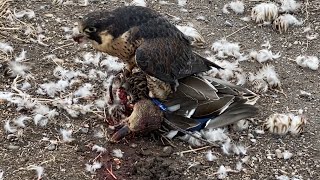 Jerfalcon  Smokin’ Ducks hunting peregrine falcons [upl. by Anselmo]