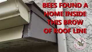 Quick Tips Bees Getting Into House from Cracks in Roof Line [upl. by Cerveny]