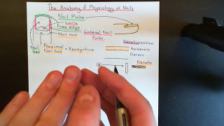 The Anatomy and Physiology of Nails [upl. by Bluh]