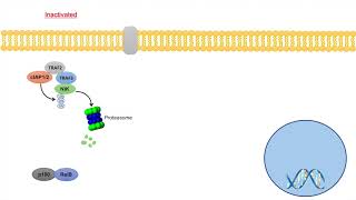 NonCanonical NFkB Signaling Pathway  Mechanism and Function [upl. by Espy]