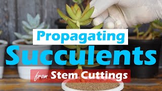 Propagating Succulents from Stem Cuttings [upl. by Corella]