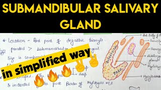 Submandibular salivary gland Anatomy  1 [upl. by Selim]