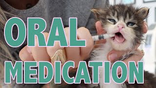 How to Safely Give Oral Medication to Kittens [upl. by Lenrad474]