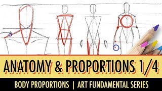 Art Fundamentals Basic Anatomy amp Proportions 14 [upl. by Notnil]