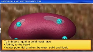 CBSE Class 11 Biology  Transport in Plants Part 1  Full Chapter  By Shiksha House [upl. by Blood]