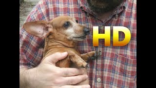 Wiener Dog Song HD [upl. by Arym]