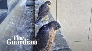 Melbournes livestreamed peregrine falcon chicks take flight [upl. by Pernas74]