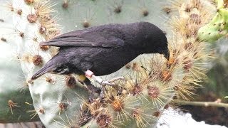 Darwin Finches Galapagos [upl. by Desiri72]