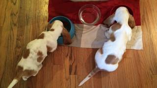 Basset Hound Puppies First Week Home [upl. by Nyllaf]