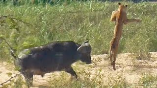 Buffalo Launches Lion into Air to Save Lizard [upl. by Julina271]