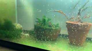 Daphnia Culturing Snails or no snails [upl. by Ciredec]