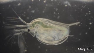 Daphnia magna under the Microscope [upl. by Carolin]