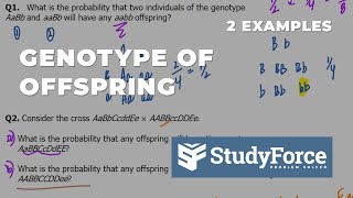 Predicting Genotype of Offspring  Cross Probability [upl. by Carlita]