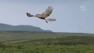 Hen Harrier Day 2017 [upl. by Anuaek]