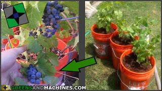 How to Grow Grapes in 5 gallon Buckets  Growing a Container Vineyard [upl. by Jadda722]