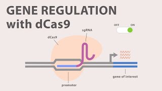 How CRISPR lets us edit our DNA  Jennifer Doudna [upl. by Shelman]