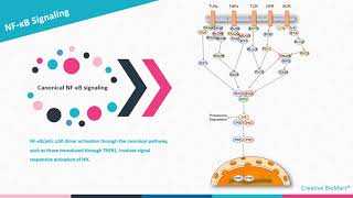 NFκB Signal Pathway [upl. by Claiborn]