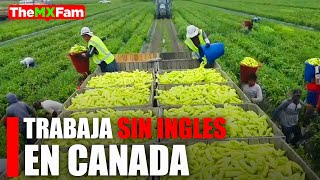 Trabaja en CANADA SIN INGLÉS Vacantes en granjas 17 x hora [upl. by Arehahs]