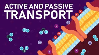 Plant Nutrition and Transport O level Biology [upl. by Nyladnar]