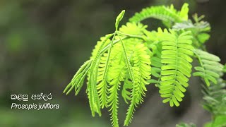 Prosopis juliflora කළපු අන්දර [upl. by Osborn566]