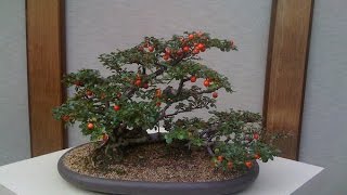 How to Care Cotoneaster Bonsai [upl. by Tobie]