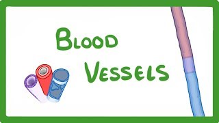 GCSE Biology  Blood Vessels 24 [upl. by Ybrek]