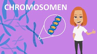 Chromosomen  Funktion amp Aufbau  Studyflix [upl. by Ilatan150]