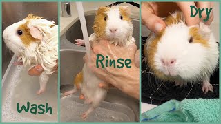 How to bathe a guinea pig [upl. by Birmingham]