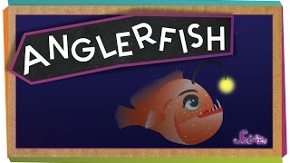 All About Anglerfish [upl. by Ramberg821]