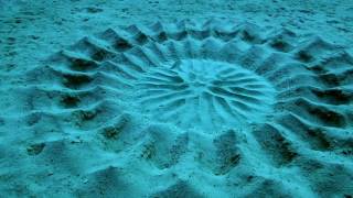 Puffer Fish Creates This Blue Water Art [upl. by Amhser743]