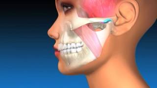 TMJ Explanation amp Therapy [upl. by Leesen]