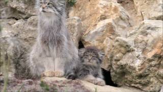 Pallas cat and kitten [upl. by Birk]