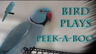 Bird Plays PeekABoo Funny talking Indian Ringneck [upl. by Armbruster]