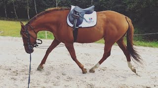 HOW I LUNGE MY HORSES  v important part of flatwork guyys [upl. by Aibsel398]