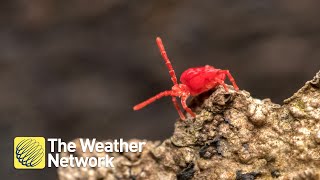 Meet clover mites theyre tiny but everywhere [upl. by Ebba]