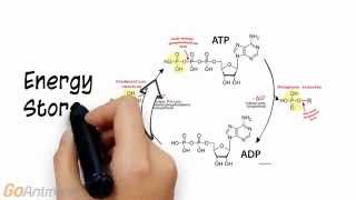 ATP Phosphocreatine System Overview V20 [upl. by Hyman]