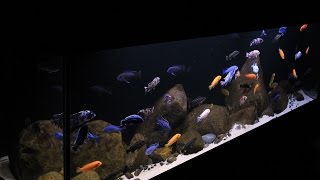 Lake Malawi Display Aquarium 125 Gallon Aggressive Mbuna [upl. by Engenia]