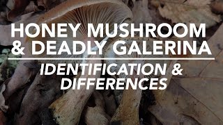 Honey Mushroom amp Deadly Galerina  Identification and Differences with Adam Haritan [upl. by Anneuq]