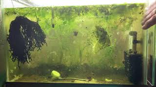 Scuds Daphnia Cherry Shrimp Copepods My aquatic food culture [upl. by Aala]