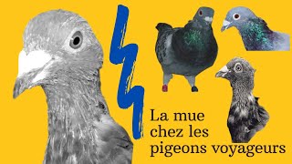 La mue chez les pigeons voyageurs [upl. by Broome173]