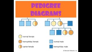 How to solve Pedigree diagrams [upl. by Eppesiug]