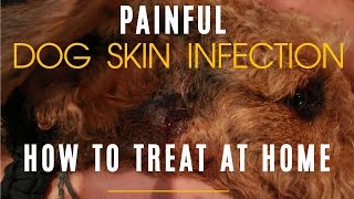 How To Properly Treat Dog Hot Spot At Home [upl. by Misak282]